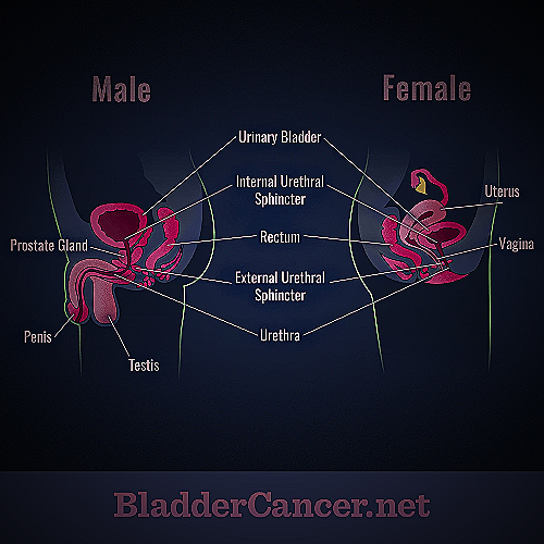 A comparative diagram of the male and female urinary tracts