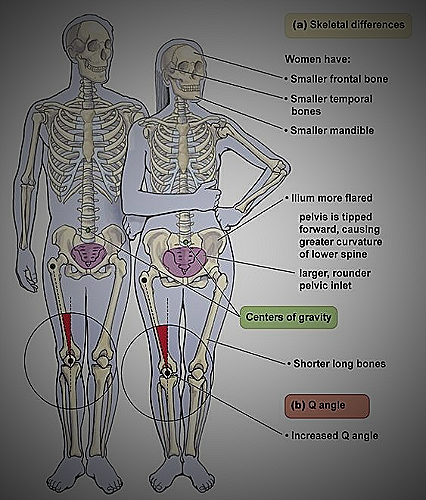 Comparison of male and female body structures