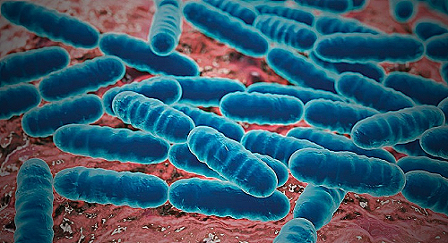 Gardnerella Bacteria - can gardnerella be transmitted to men