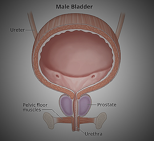 Illustration of a male and female bladder