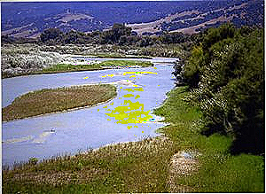 An image of the Salinas riverbank, a location featured prominently in Of Mice and Men
