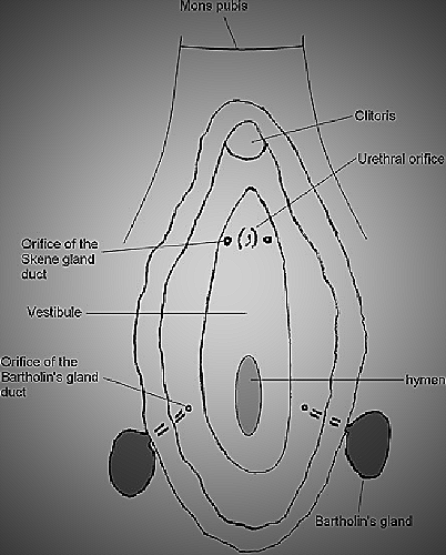 diagram of female anatomy showing Skene's gland