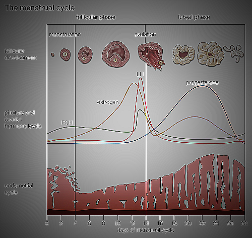 image of menstrual cycle - can men tell when a woman is ovulating
