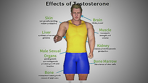 testosterone hormone